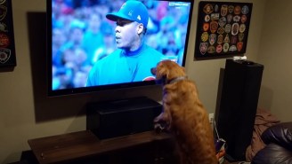This Dog Couldn’t Get Enough Of Game 7 Of The World Series
