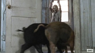 Why Survivors On ‘The Walking Dead’ Won’t Die From Eating Zombie-Fed Pigs