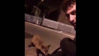 Try To Contain Your Envy At This British Guy Who Makes Friends With An Adorable Fox