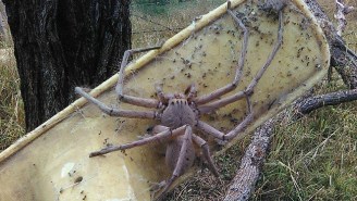 This Giant Huntsman Spider Lives On An Animal Rescue, And In Your Nightmares