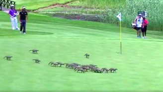 A Pack Of Polite Mongooses Invaded A PGA Event And Followed The Rules Of Golf Etiquette
