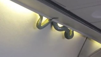 Samuel L. Jackson Was Nowhere To Be Found During This Real-Life ‘Snakes On A Plane’ Situation