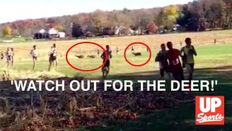 A Cross Country Runner Got Completely Demolished By A Deer During A Race