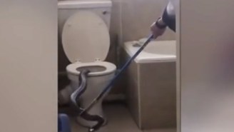 This Deadly Eight-Foot-Long Cobra Being Pulled From A Toilet Might Scare You Off Pooping Forever
