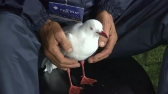 This Australian Soccer Player Stopped A Tournament Final To Rescue An Injured Seagull