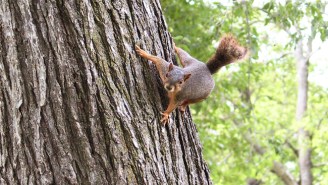 Forget Sharks Or Alligators, People In Florida Are Being Attacked By Squirrels Now