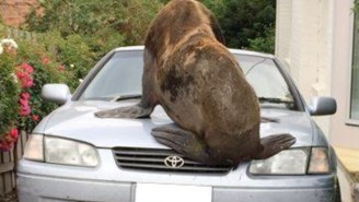 A Massive Seal Invaded The Australian Suburbs And Made Himself At Home