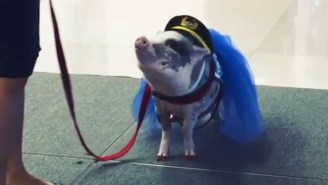 Travelers At The San Francisco Airport Will Now Be Greeted By A Pig Named LiLou