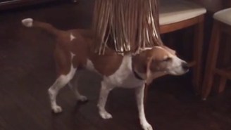 This Dog Using Purse Fringe As A Back Massager Has Got It All Figured Out