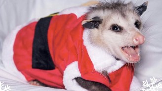 This Festive Opossum Named Gary Is Here To Wish You The Happiest Of Holidays