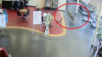 A Deer Busted Through A Gold’s Gym Window, Did Its Own Workout Cycle, Then Ran Off