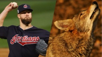 Cory Kluber Hit A Coyote In The Ass With A Fastball