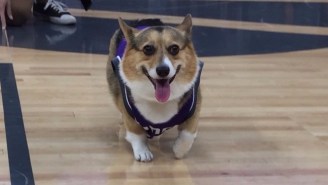 The Sacramento Kings Turned The Adorable Up To 11 And Let A Dog Run Their Twitter