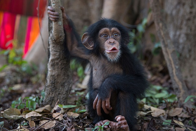 monkey-baby-chimpanzee_getty