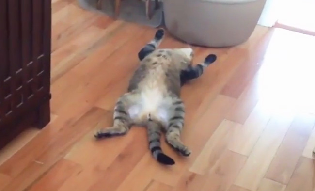 This Lazy Cat Sums Up How We All Feel On A Monday This Lazy Cat Sums Up How We All Feel On A Monday