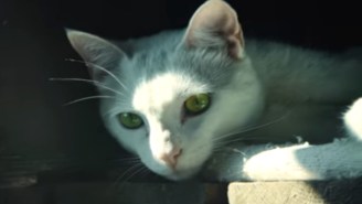 The Director Of ‘Die Hard’ Made His Version Of A Cat Video And It Doubles As A Game Ad