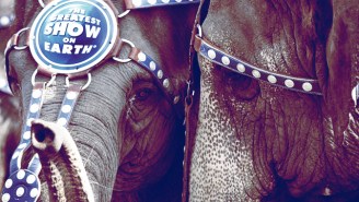 The Pull Of The Armchair Conservationist And The Far-Reaching Implications Of The Ringling Bros. Closure