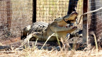This Crocodile Wrangling Aussie Has A Lot To Teach Us About Conservation… And Adventure