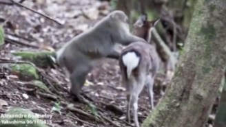 Deer And Monkeys Are Having Consensual Sex Now, According To Science
