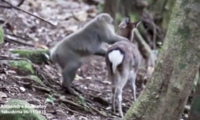 640px x 385px - Deer And Monkeys Are Having Consensual Sex Now, According To Science