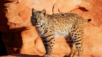 A Bobcat Named ‘Ollie’ Is On The Lam After Escaping From Washington D.C.’s National Zoo