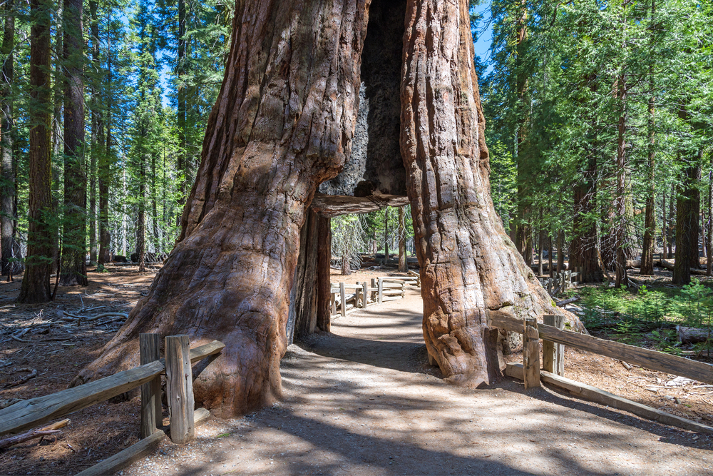 redwood-tunnel-tree-has-fallen-in-a-storm