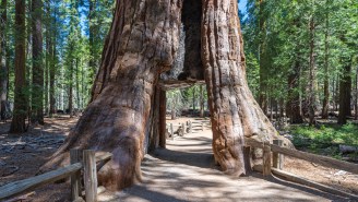 The Beloved 1,000+ Year Old Redwood That You Could Drive Through Was Destroyed In A Storm