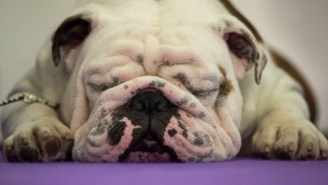 Can These Photos From The Westminster Dog Show Heal The World? Probably