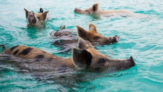 Several ‘Pig Beach’ Swimming Pigs Died Because Tourists Fed Them Junk Food And Alcohol