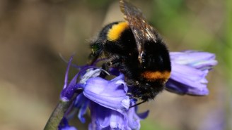 Bumblebees Are Dying Off Because They’re Too Pudgy To Get It On