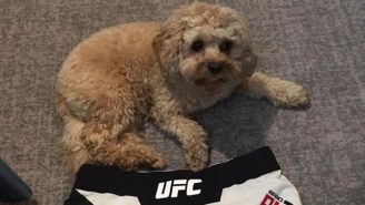 The Greatest UFC Face-Off In History Featured A Very Sleepy Puppy
