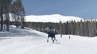 A Good Moose Chased A Terrified Snowboarder Down A Mountain
