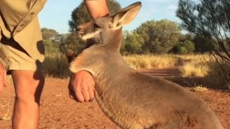 Watching This Baby Kangaroo Cuddle Can Only Make Your Day Get Better