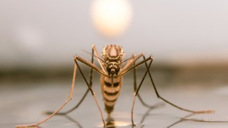 Climate Change Means More Mosquito Bites And Fire Ants