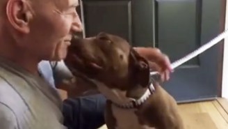 Patrick Stewart Is Fostering A Pit Bull And Their Friendship Is Already One For The Ages