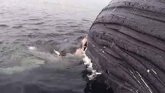 The ‘Homer Simpson’ Of Great White Sharks Tried To Eat An Entire Frigging Humpback Whale