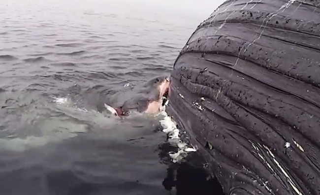 Watch The 'Homer Simpson' Of Sharks Try To Eat An Entire Whale