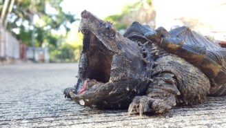 Fans Of Turtle Murder Will No Longer Be Able To Hunt Snapping Turtles In Ontario