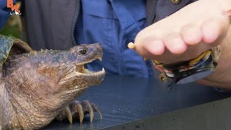 This Wildlife Expert Subjected Himself To Getting Bitten By A Snapping Turtle For Your Entertainment