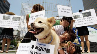 Taiwan Has Officially Banned Eating Dogs And Cats With A Landmark Amendment