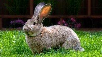 The Giant Bunny That Died On A United Flight May Have Been Locked In A Freezer
