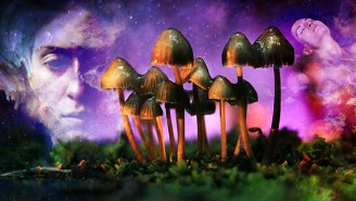 Magic Mushrooms Are The Safest Drug, According To The Global Drug Survey