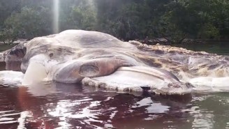 An Enormous Sea Creature Washed Up On Shore In Indonesia And Nobody Knows What The Hell It Is