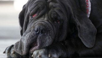 Martha, A 125-Pound Mastiff That Looks Like She’s Melting, Has Been Named 2017’s Ugliest Dog