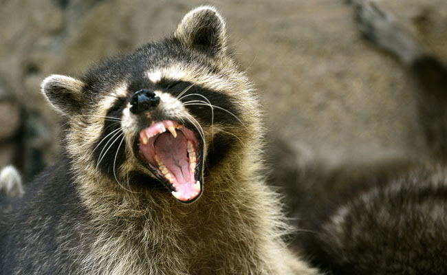 Everyone Is Talking About This Badass Girl Who Drowned A Rabid Racoon