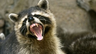 Everyone Is Talking About This Badass Girl Who Drowned A Rabid Racoon With Her Bare Hands