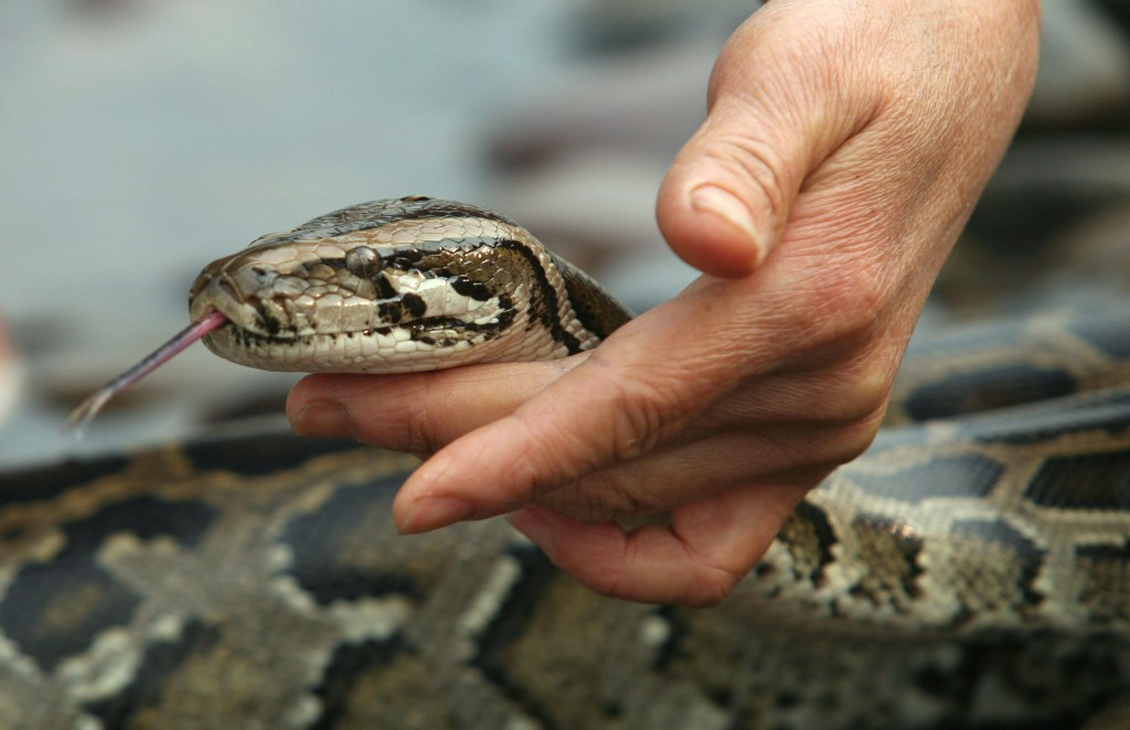 Ohio Woman Called 911 After Pet Boa Constrictor Tried To Eat Her Face