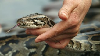 An Ohio Woman Was Forced To Call 911 After Her Boa Constrictor Attached Itself To Her Face