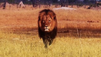 Xanda, The 6-Year-Old Son Of Cecil The Lion, Was Shot And Killed By A Big Game Hunter In Zimbabwe
