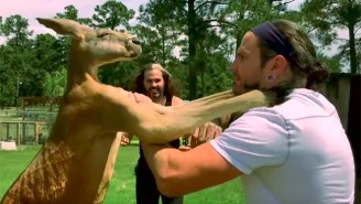 The Broken Hardys Apparently Broke Into A Zoo To Film One Of Their Impact Segments